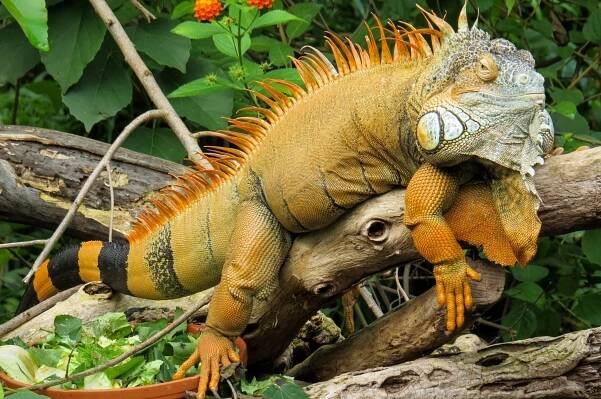 Amazon Rainforest Lizards
