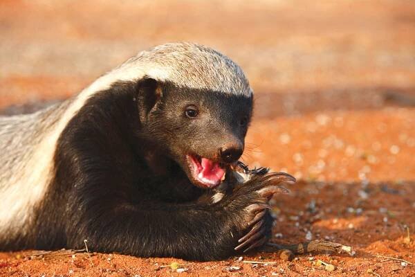The ‘Houdini’ honey badger... and other surprisingly clever animals