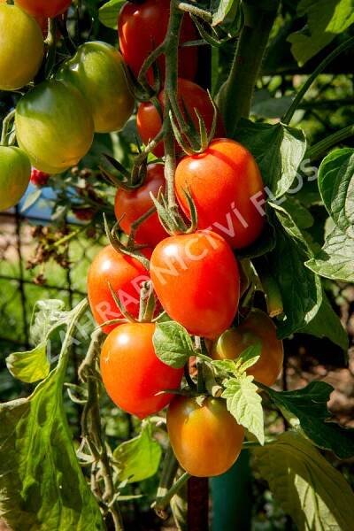 Rajče tyčkové datlové cherry 'Piccadilly' - Lycopersicon esculentum 'Piccadilly'