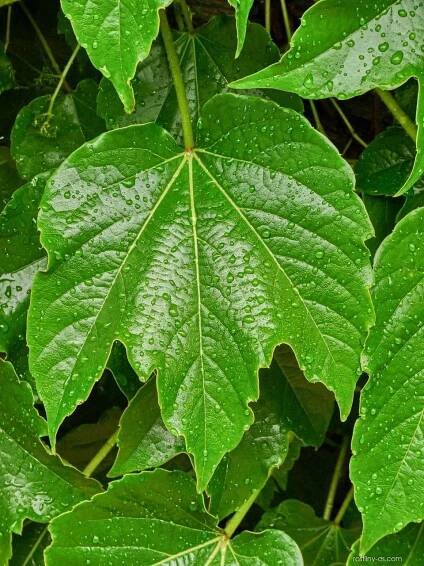 Loubinec trojlaločný Veitchii (Parthenocissus tricuspidata)