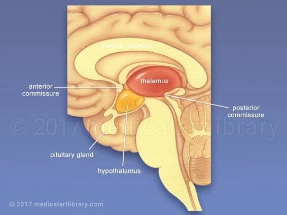 Thalamus, Hypothalamus - Medical Art Library