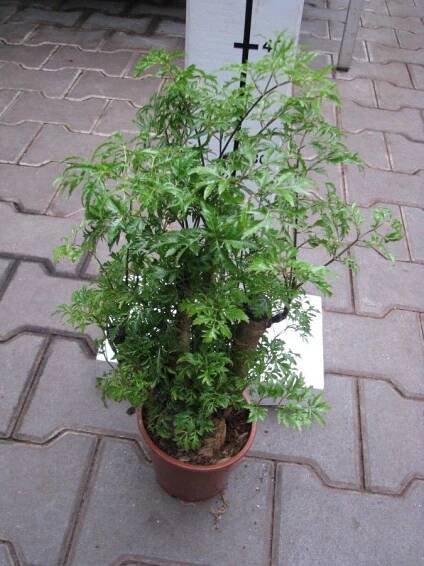 Polyscias, Muškátový stromek, různé druhy - Polyscias mix — Květinářství Plantica