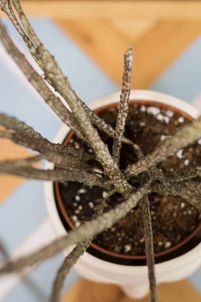 Euphorbia platyclada – Obrázok 2