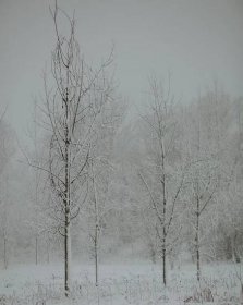 Bezplatný obrázek: mlha, zimní, sníh, les, mlha, sněhová bouře, mlha, počasí, chlad, krajina