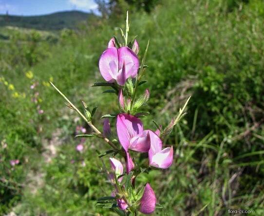 Jehlice trnitá (Ononis spinosa)