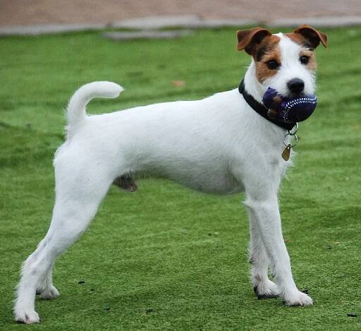 Parson Russell Terrier