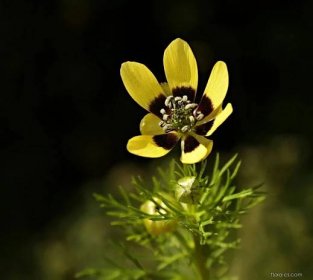 Hlaváček letní (Adonis aestivalis var citrina), květy, květenství