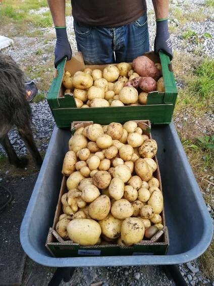 Some Veg just like to take over - The Crazy Coe's - Off Grid living and crafting