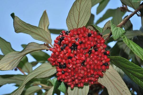 Kalina svraskalá (Viburnum rhytidophyllum)