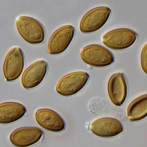 Panaeolus Cyanescens