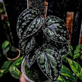 Scindapsus Tricolor Sp Borneo Dark Form Free Phytosanitary Certificate