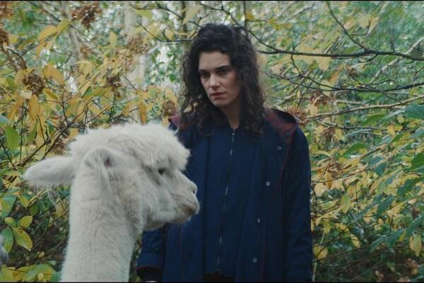 A woman is mystified by the presence of a llama.