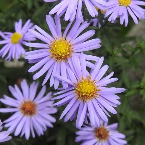 Kissenaster 'Sapphire'