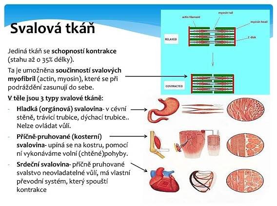 PPT - Tkáně lidského těla PowerPoint Presentation, free download - ID:2656535