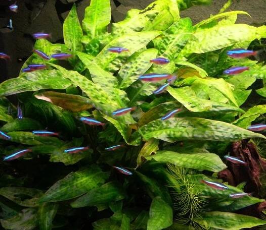Cryptocoryne affinis - Kryptokoryna červená od 147 Kč - Heureka.cz