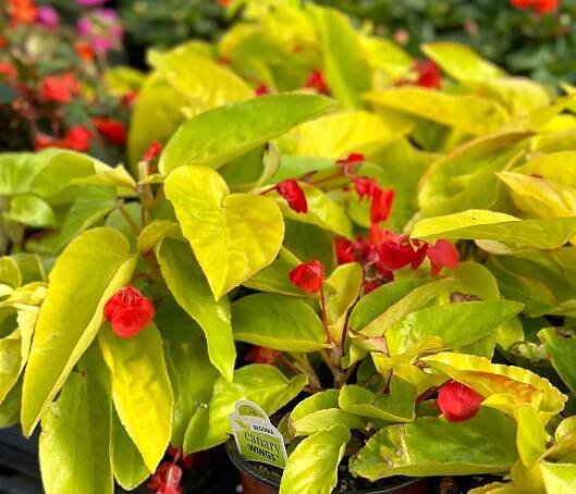 Annuals — Ritters Garden Center & Nursery