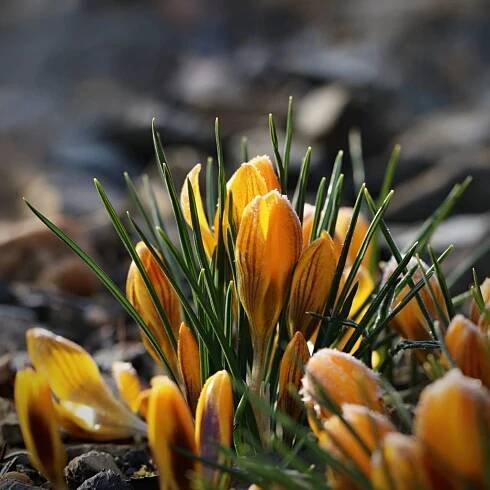 <img src="http://spolunaceste.cz/construction/wp-content/plugins/my-calendar-custom/ritualy.jpg" alt="Kategorie: Obřady a rituály" class="category-icon" style="background:#" /> Jarní rovnodennost