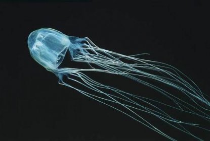 Školačka přežila žahnutí 'mořské vosy', smrtelně jedovaté medúzy