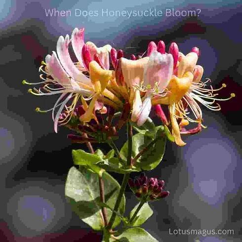 Zimolez Bloom