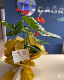 Değerli hastamız Elif hanıma bu güzel çiçek için çok teşekkür
