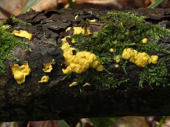 Hypocrea sulphurea - masenka sírová - myko.cz