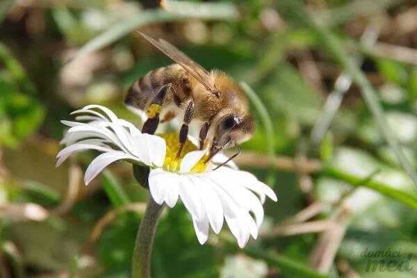 Sedmikráska chudobka (Bellis perennis)