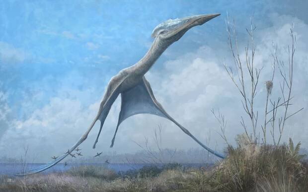 azhdarchid Hatzegoeryx thambema