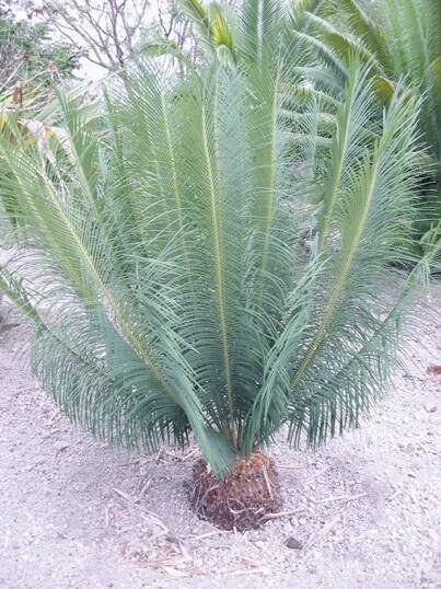 Cycas panzhihuaensis 