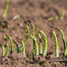 Chřest Boonlim zelený – Asparagus officinalis – čerstvé sazenice