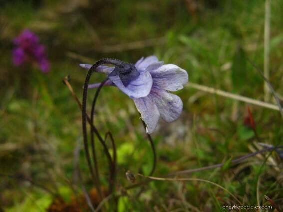 Tučnice balkánská - Pinguicula balcanica