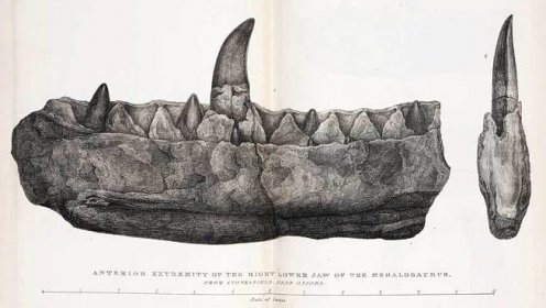 Čelist megalosaura, která posloužila k jeho vědeckému popisu před 193 lety. Nyní byla podrobena výzkumu za pomoci vyspělých zobrazovacích technologií – a úspěch se dostavil. O čelistech megalosaura toho ještě po dvou stoletích výzkumů víme víc. Kredi