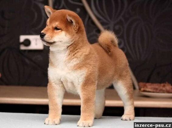 Shiba-inu