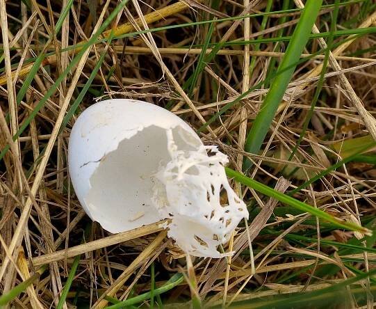 eggshell