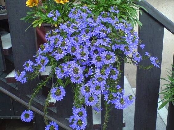 Kv�tiny do truhl�k� a balk�novky &ndash; Zahradnictv� Fous