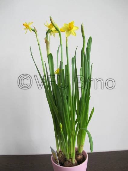 Narcis cyclamineus - kultivar Tete a tete