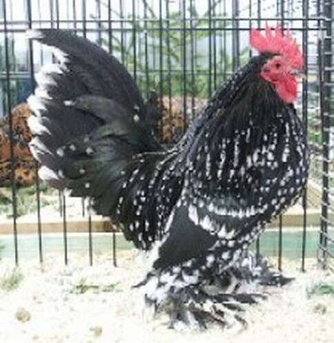 a black and white rooster standing in front of a cage