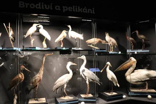 Ornitologická stanice