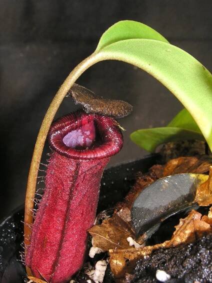 láčkovka Nepenthes lowii x ventricosa - informace