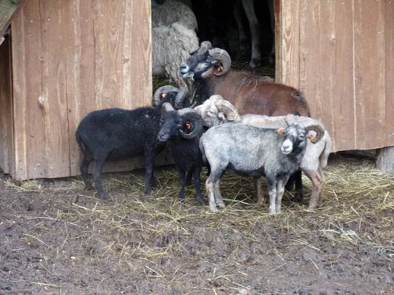 Třídní výlet- FARMA SOBĚHRDY-třída ČMELÁČCI - Oficiální stránky MŠ Včelička, Škvorec
