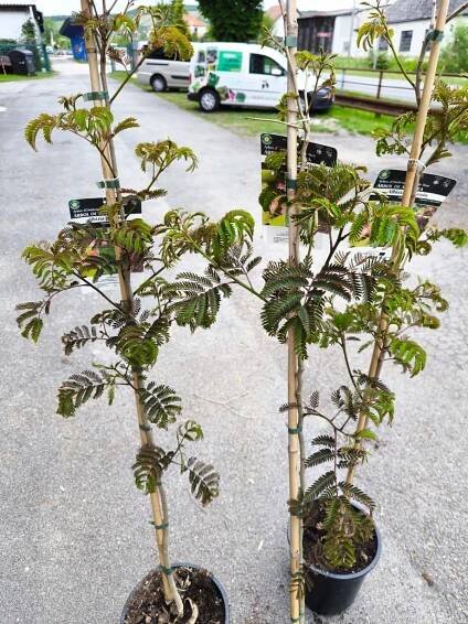 Albizia julibrissin "Summer Chocolate", 150-160 cm