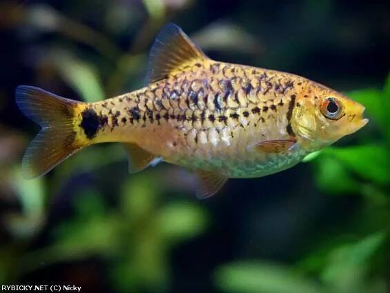 Puntius semifasciolatus | © Nicky