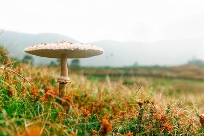 Co dělat po konzumaci jedovaté houby