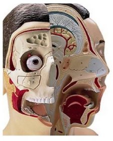 Model lidské hlavy a krku - 5 částí - modely hlavy člověka
