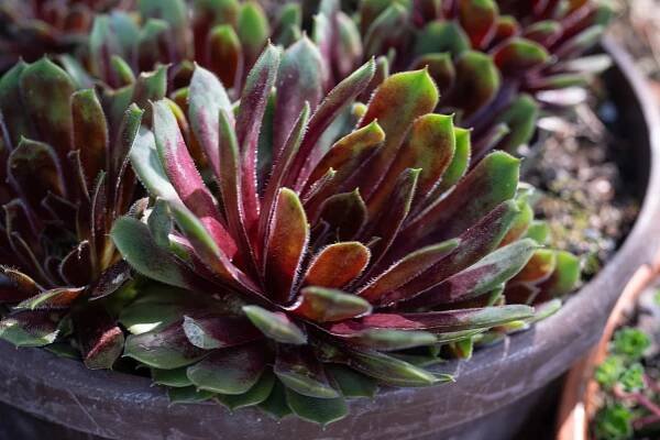 Sempervivum-tectorum-cv4