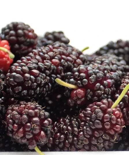 Zakrslý morušovník 'Mojo Berry'