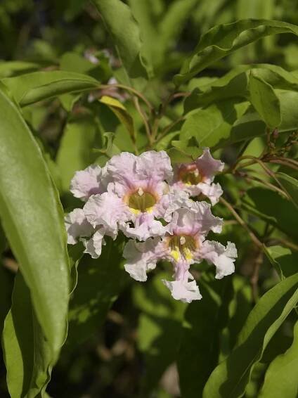 Soubor:Catalpa longissima.jpg – Wikipedie