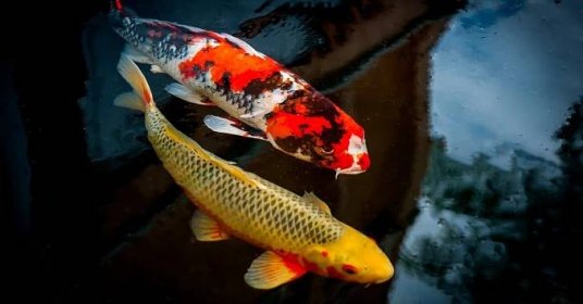 10 Incredible Koi Fish Facts