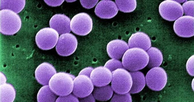 Po téměř 30 letech objevili američtí vědci nové antibiotikum