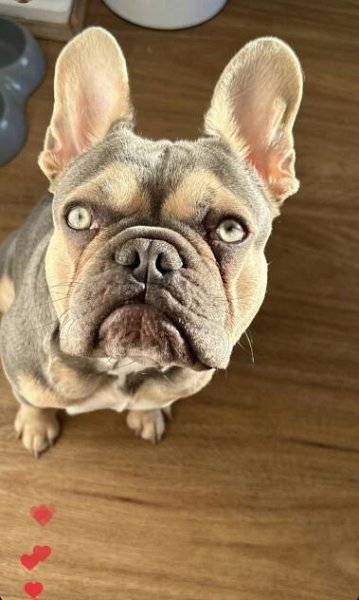 • BOSTON • FRENCHIE • 2YRS  – French Bulldog Stud Service QLD