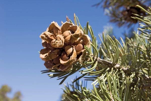 Gymnosperm